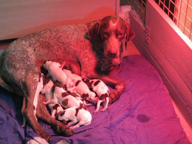 Chiot Braque français, type Pyrenees (petite taille) De La Source De Saint Josse